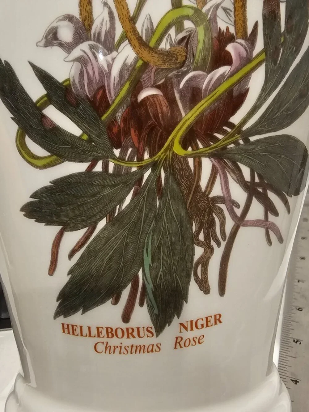 Portmeirion Botanic Garden Vase Helleborus Niger Christmas Rose Canton Floral